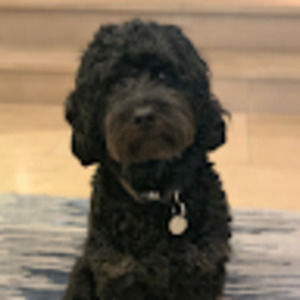 Meet your Posher, Alison